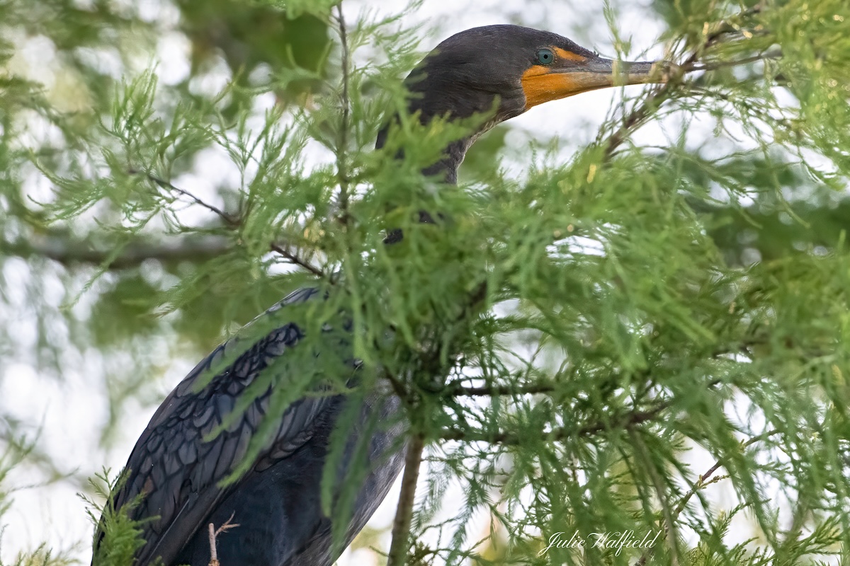 Double-crested cormorant enjoying shade in The Villages Double-crested cormorant enjoying shade in The Villages