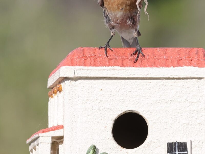 Eastern bluebird feeding family at new home in The Villages
