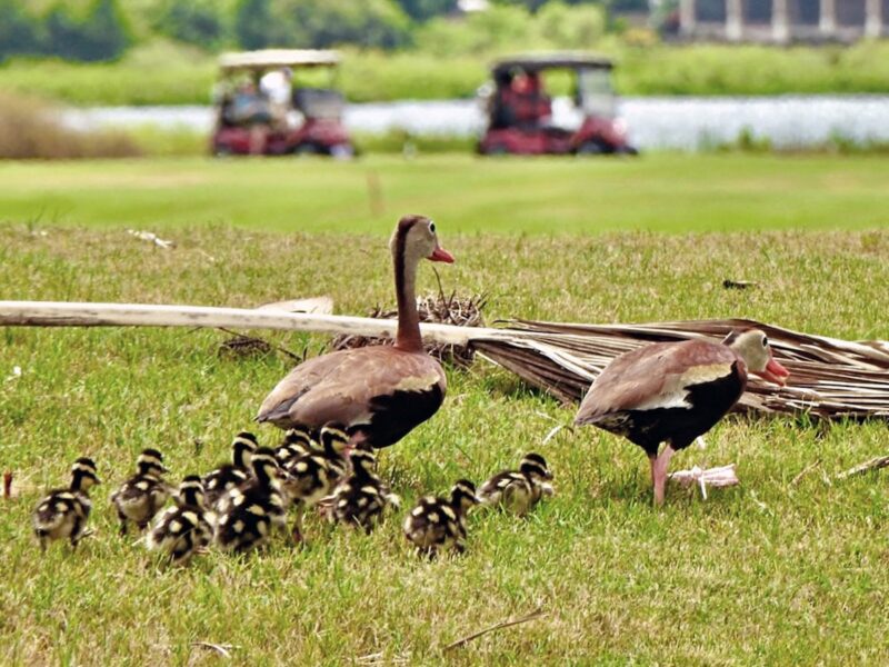 Family of black-bellied whistling ducks on golf course in The Villages