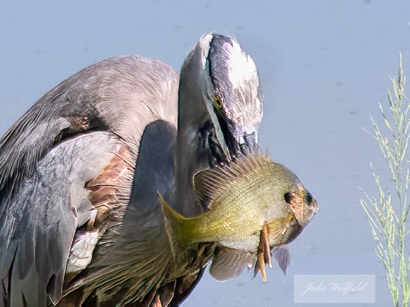 Great blue heron spears a fish at Lake Miona