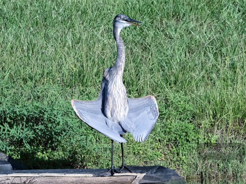 Great blue heron standing by water's edge on the Fenney Nature Trail