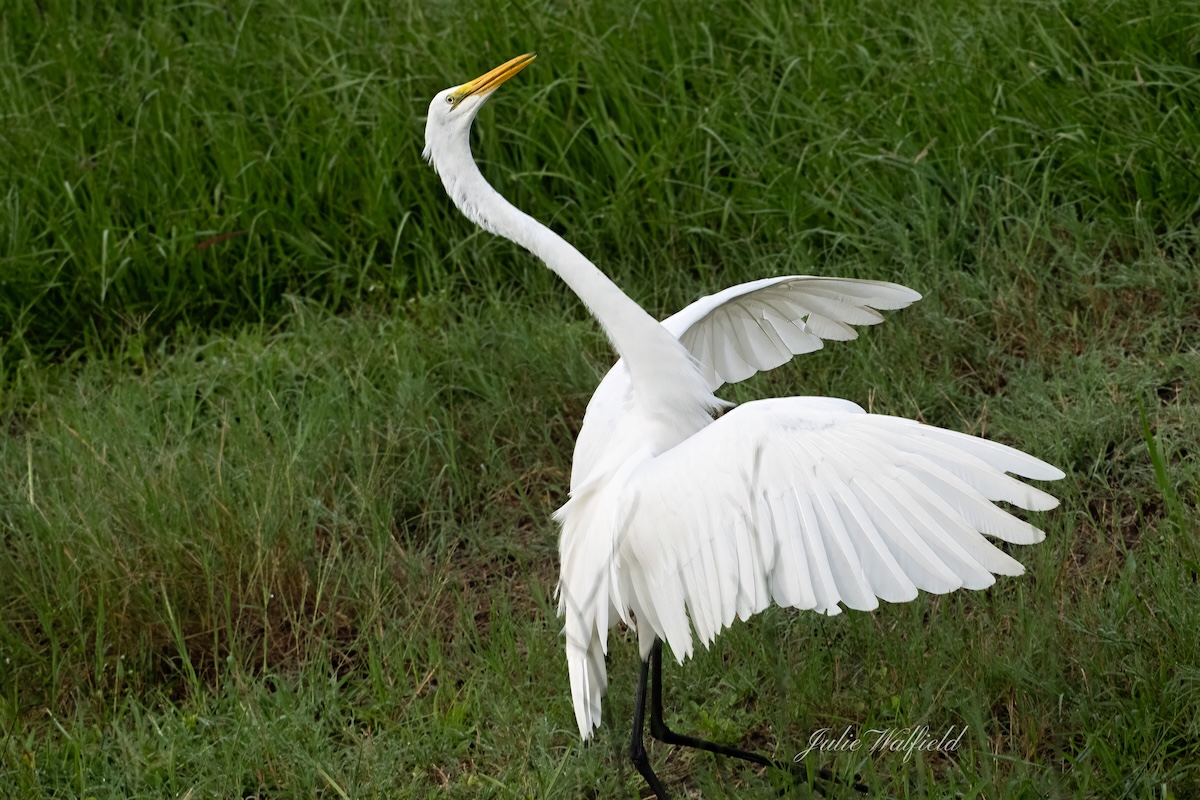 Great egret near the Burnsed Recreation Center Great egret near the Burnsed Recreation Center