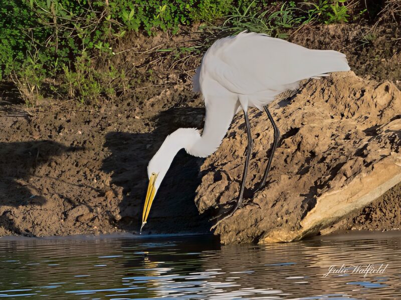 Great egret perched by pond in the Village of Shady Brook