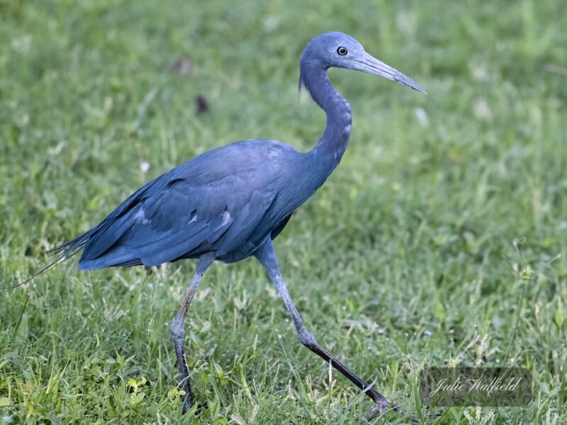 Little blue heron on display in the Village of Newell