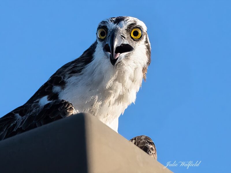 Osprey gazing down from perch in The Villages