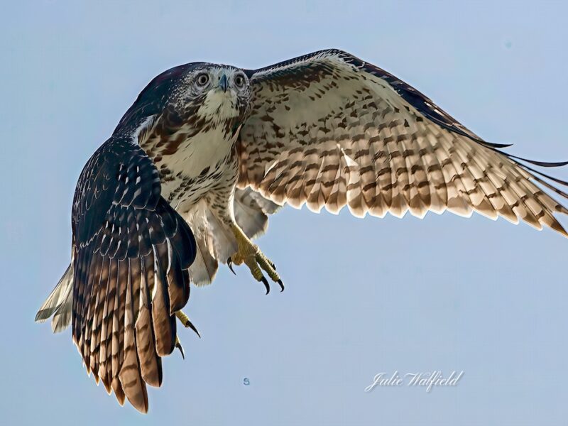 Red-tailed hawk in the Village of Chitty Chatty