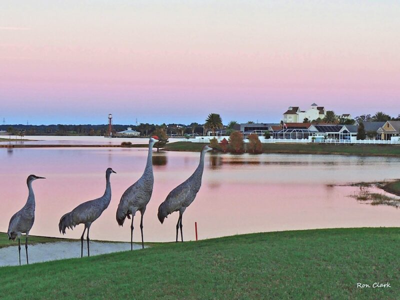Sandhill cranes enjoying a sunrise in The Villages
