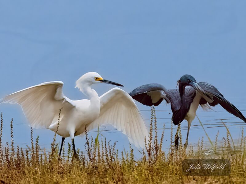 Snowy egret and little blue heron getting animated in The Villages