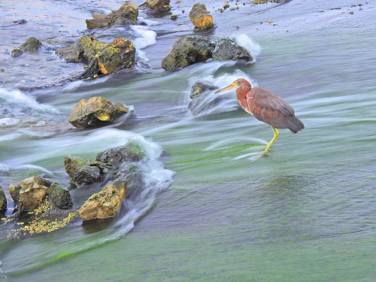 Tricolored heron by waterfall on Talley Ho course at Glenview Champions Country Club Tricolored heron by waterfall on Talley Ho course at Glenview Champions Country Club