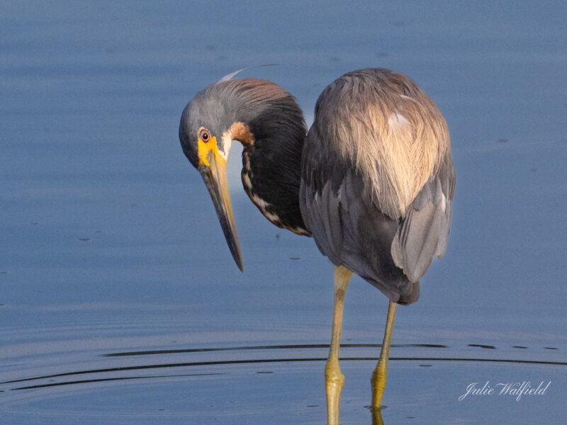 Tricolored heron preening in the Village of Hammock at Fenney