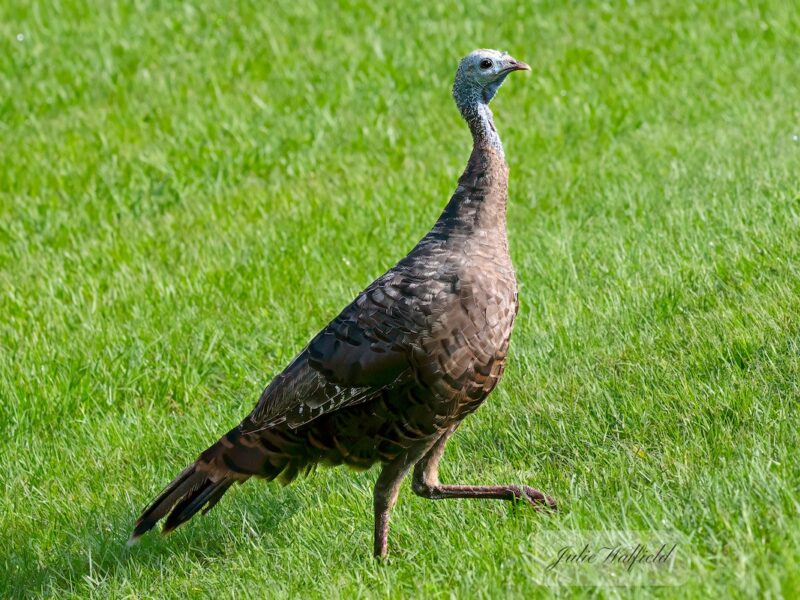 Wild turkey strutting across the grass in the Village of St. Catherine
