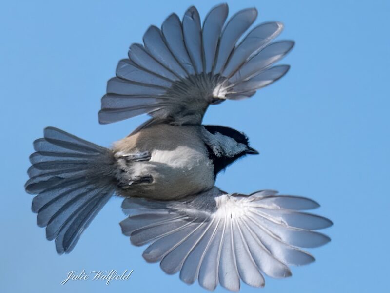 Adorable Carolina chickadee in The Village of DeLuna