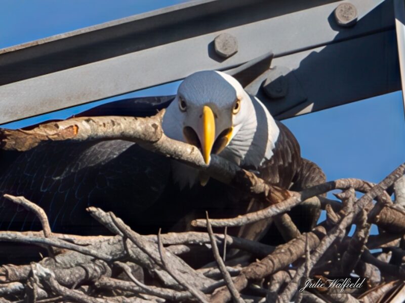 American bald eagle returns to usual nesting spot at Briarwood Executive Golf Course