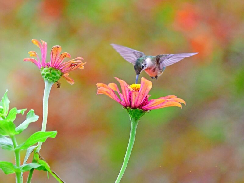 Beautiful ruby-throated hummingbird at Butterfly Garden at the Lake Deaton United Methodist Church