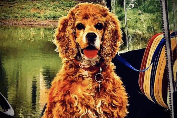 Bernadette McGinnis was mourning the loss of her Cocker Spaniel Buddy when she adopted Cole.