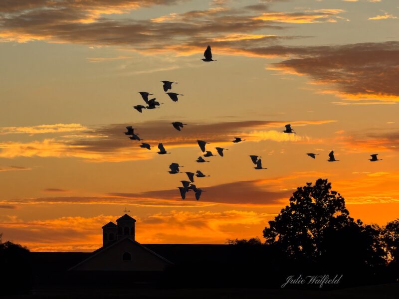 Birds flying across sunrise in The Villages