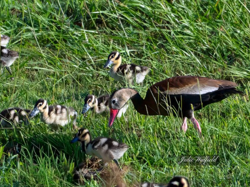 Black-bellied whistling duck family on outing in the Village of Fenney