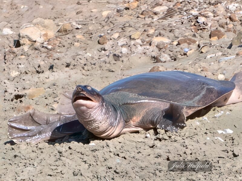 Florida softshell turtle in The Village of DeLuna