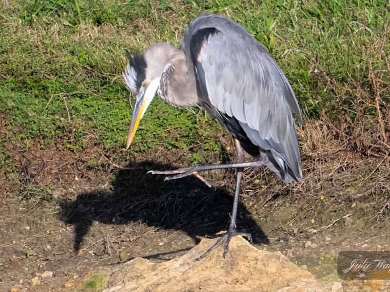 Great blue heron by the water's edge in The Village of Richmond