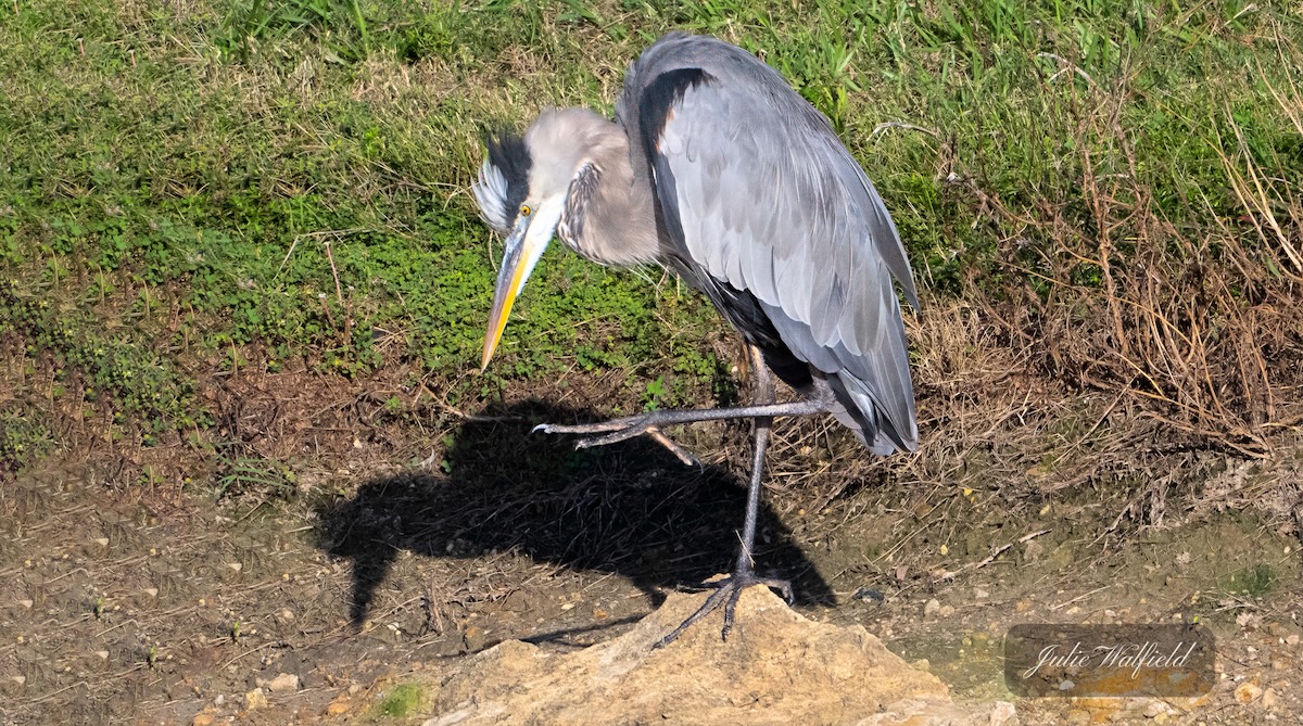 Great blue heron by the water's edge in The Village of Richmond Great blue heron by the water's edge in The Village of Richmond