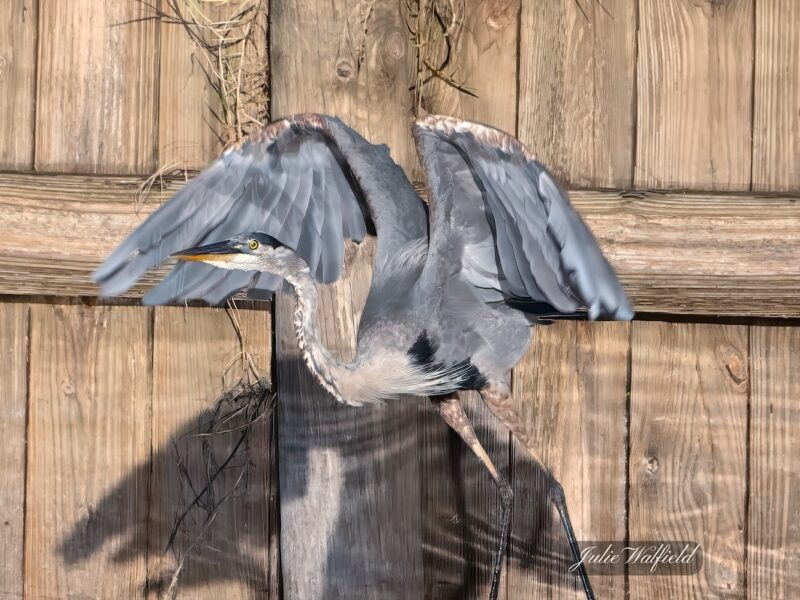 Great blue heron gliding gracefully over pond at Briarwood Executive Golf Course