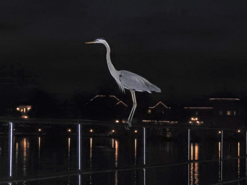 Great blue heron on the boardwalk at Lake Sumter Landing at night