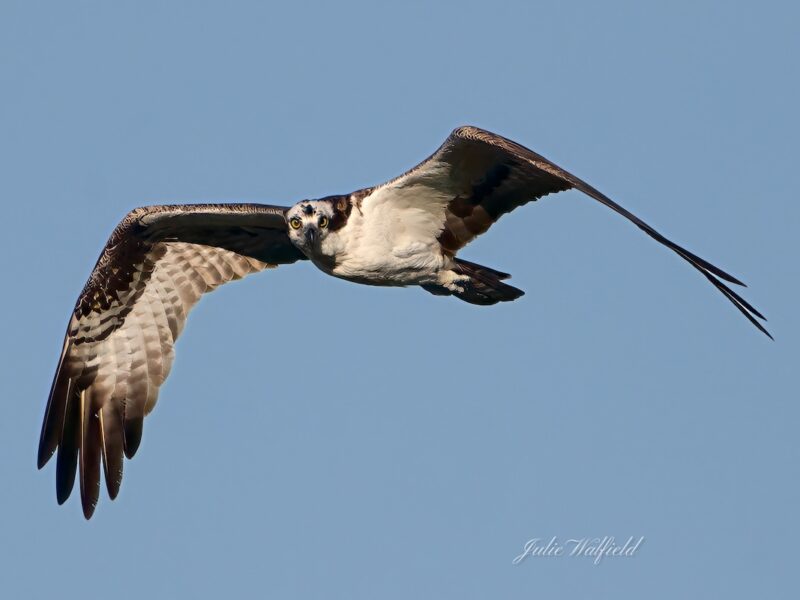 Magnificent osprey high above Lake Okahumpka