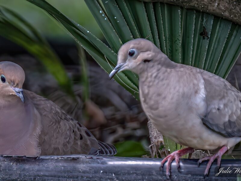 Mourning doves in The Villages