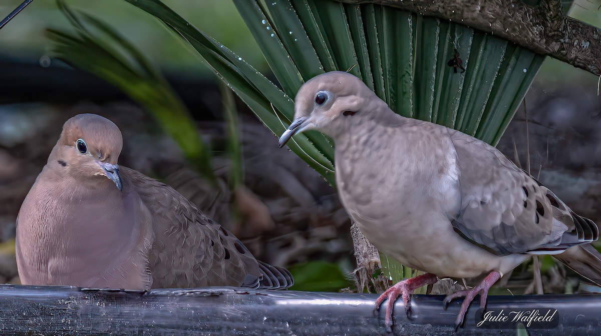 Mourning doves in The Villages Mourning doves in The Villages