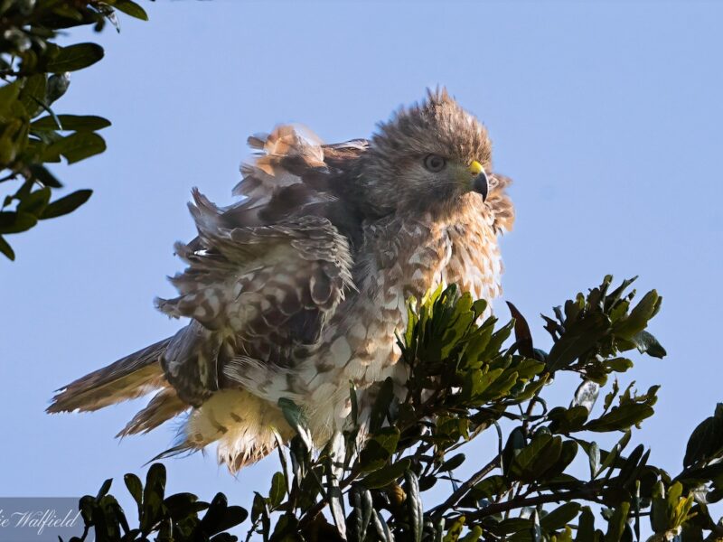 Red-tailed hawk starting day in the Village of Charlotte