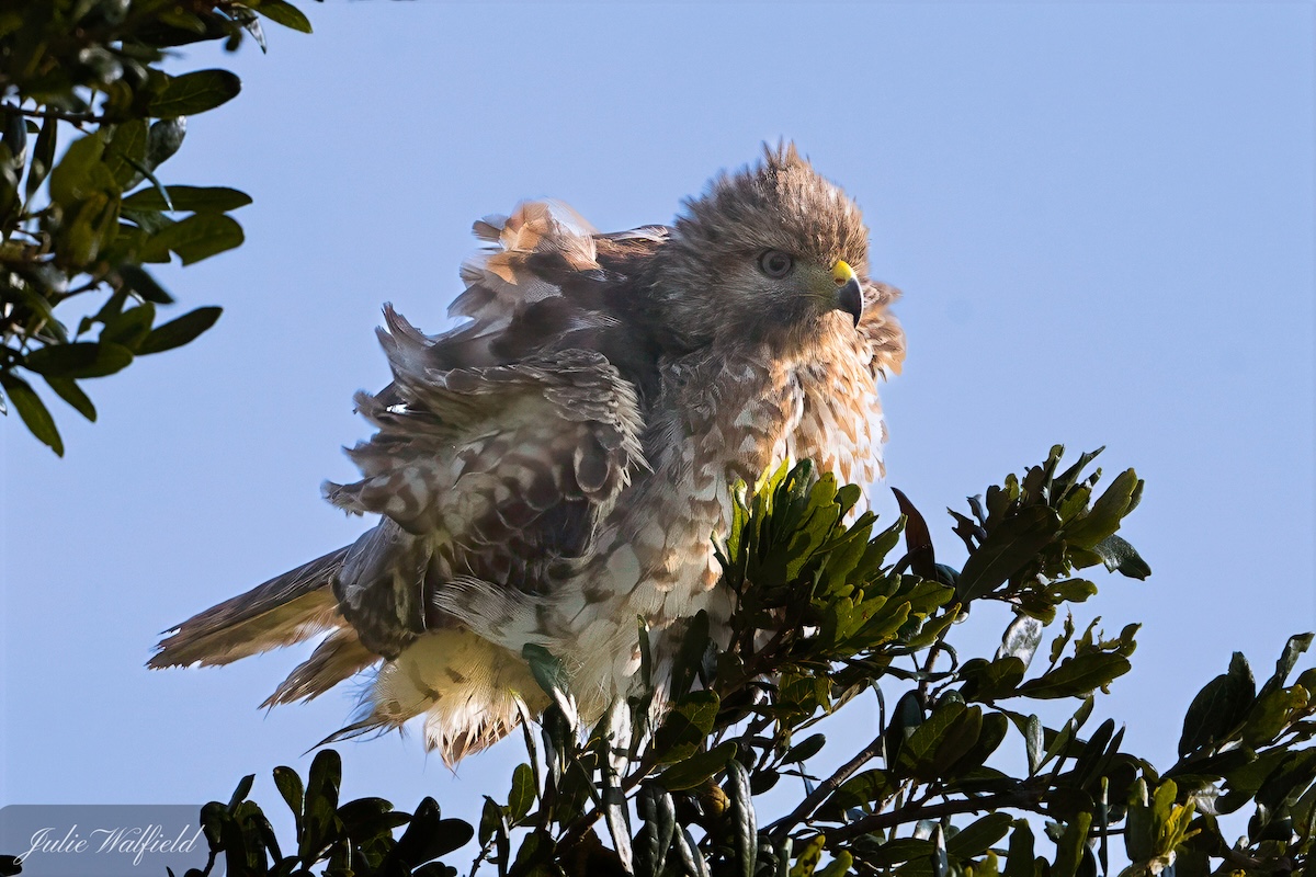 Red-tailed hawk starting day in the Village of Charlotte Red-tailed hawk starting day in the Village of Charlotte