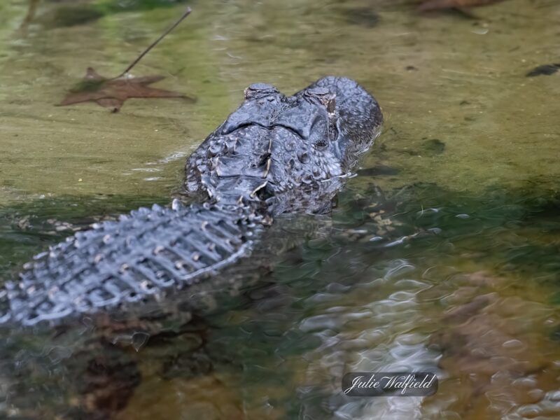 Stealthy alligator glides through pond in The Villages