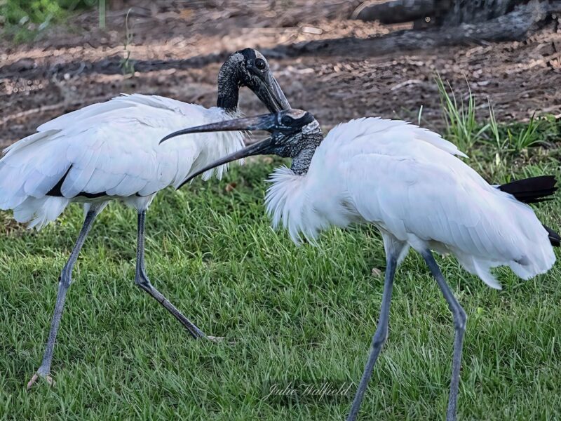Wood storks sharing secrets in the Village of Newell
