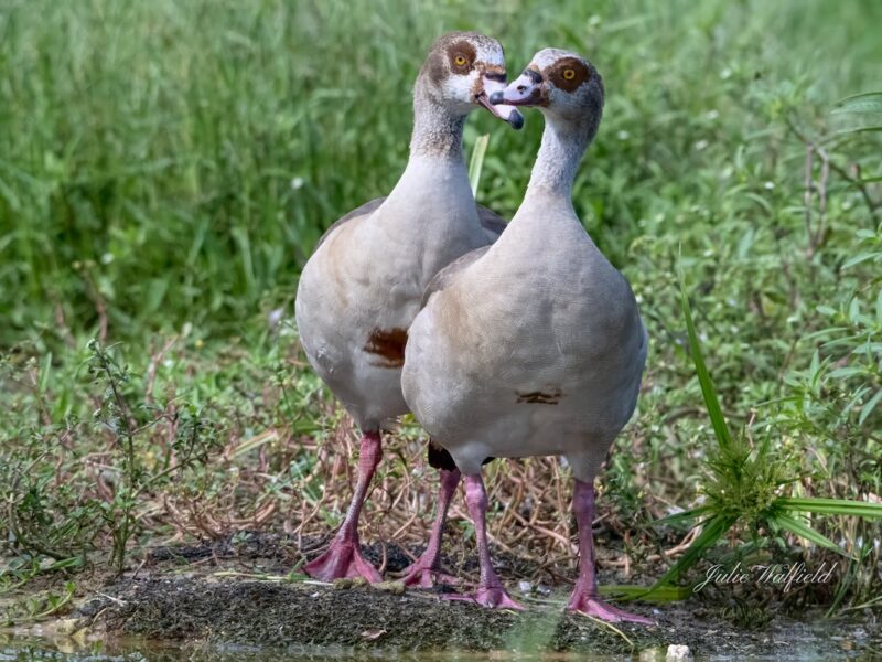 Adorable Egyptian geese in The Village of Richmond