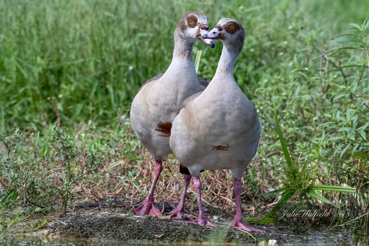 Adorable Egyptian geese in The Village of Richmond Adorable Egyptian geese in The Village of Richmond