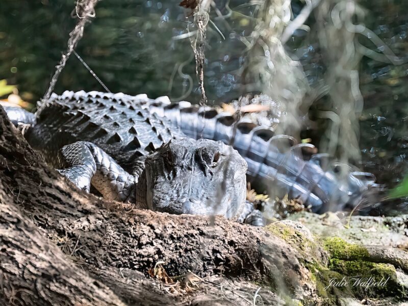Alligator hanging out in The Villages