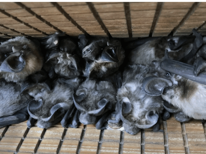 Bats were found roosting at the Hilltop Starter Shack