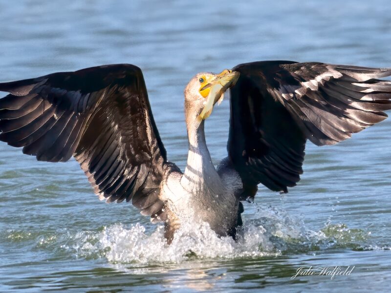 Double-crested cormorant fishing in the Village of St. Catherine