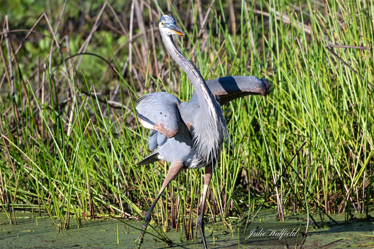 Great blue heron dancing in The Village of Fenney Great blue heron dancing in The Village of Fenney