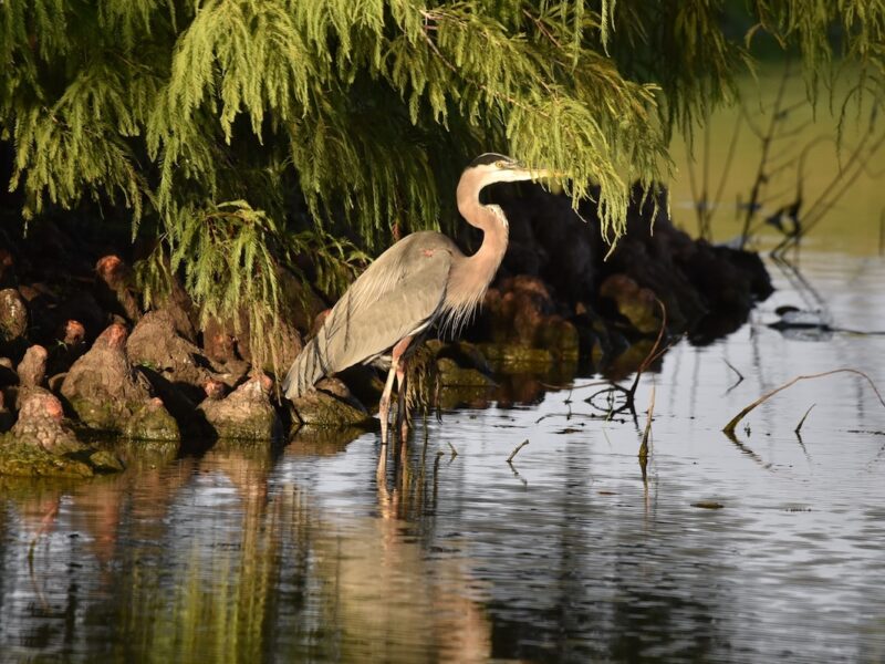 Great blue heron enjoying a quiet evening in The Village of Collier