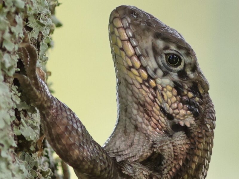 Northern curly tailed lizard enjoying sunny day in The Villages