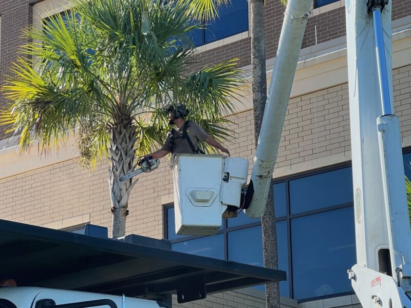 Palm tree trimmed at Brownwood Center for Advanced Health Care