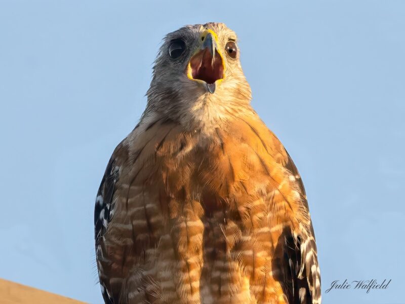Red-shouldered hawk screaming in The Villages