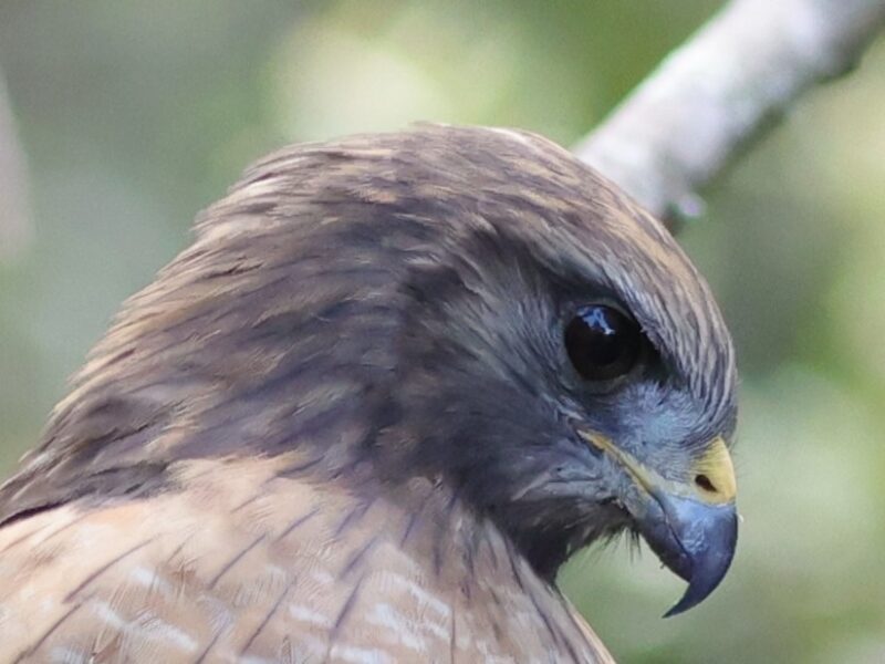 Red-shouldered hawk searching for dinner at Fenney Nature Trail