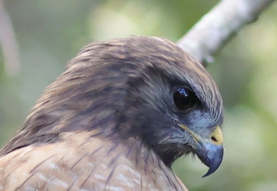 Red-shouldered hawk searching for dinner at Fenney Nature Trail Red-shouldered hawk searching for dinner at Fenney Nature Trail