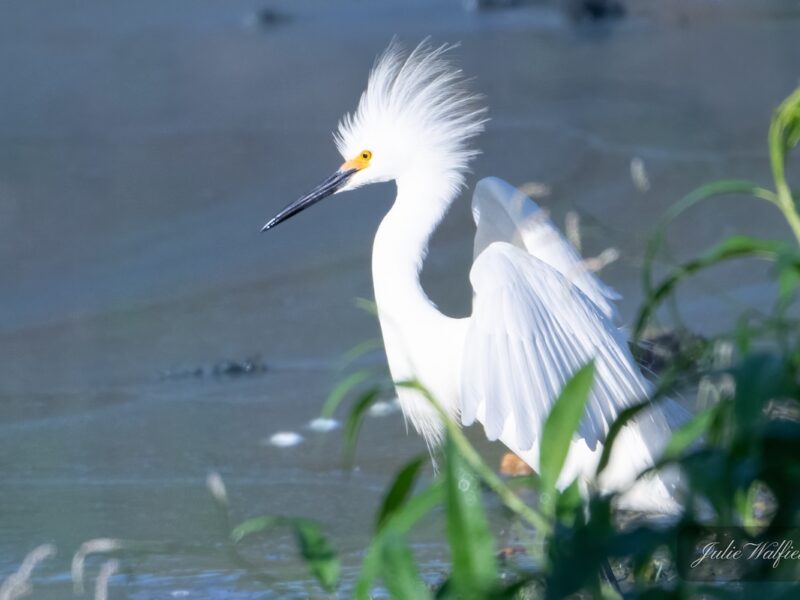 Snowy egret flaunting its looks at Hogeye Pathway