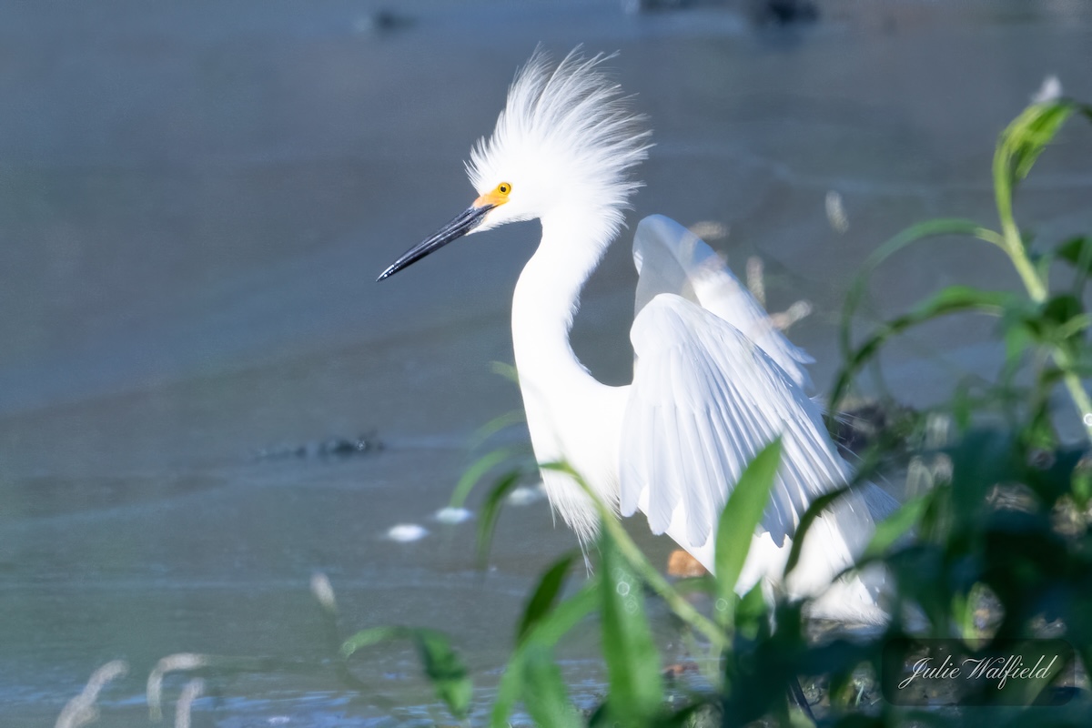Snowy egret flaunting its looks at Hogeye Pathway Snowy egret flaunting its looks at Hogeye Pathway