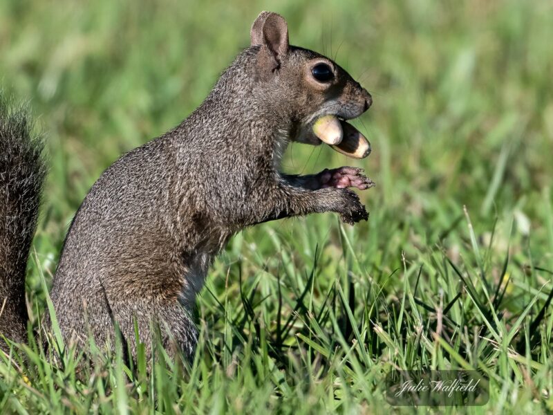 Squirrel gathering nuts in The Villages