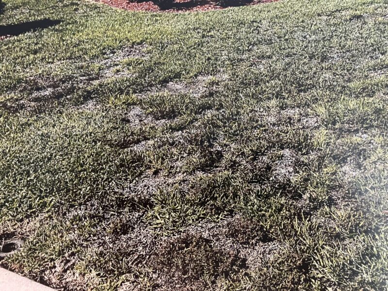 The condition of this yard at 6672 Garner Path prompted a hearing in The Villages