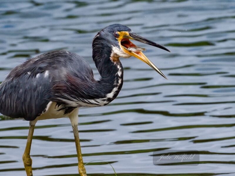 Tricolored heron near The Village of Well Point